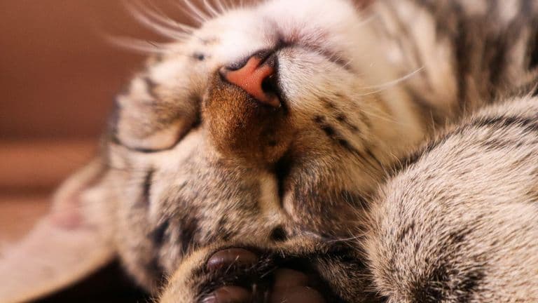 Stephen Nedoroscik Takes His Cat to ‘Dancing With the Stars’ Season 33