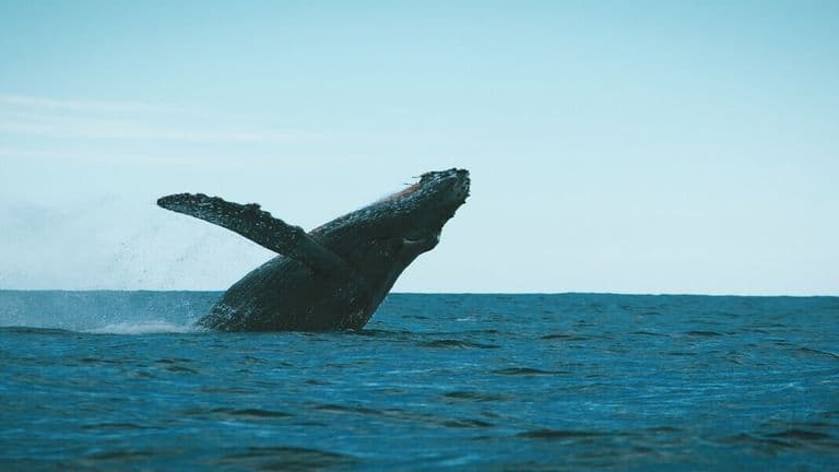 A humpback whale breaching the surface of the Pacific Ocean, showcasing its massive tail fin in Cabo San Lucas.