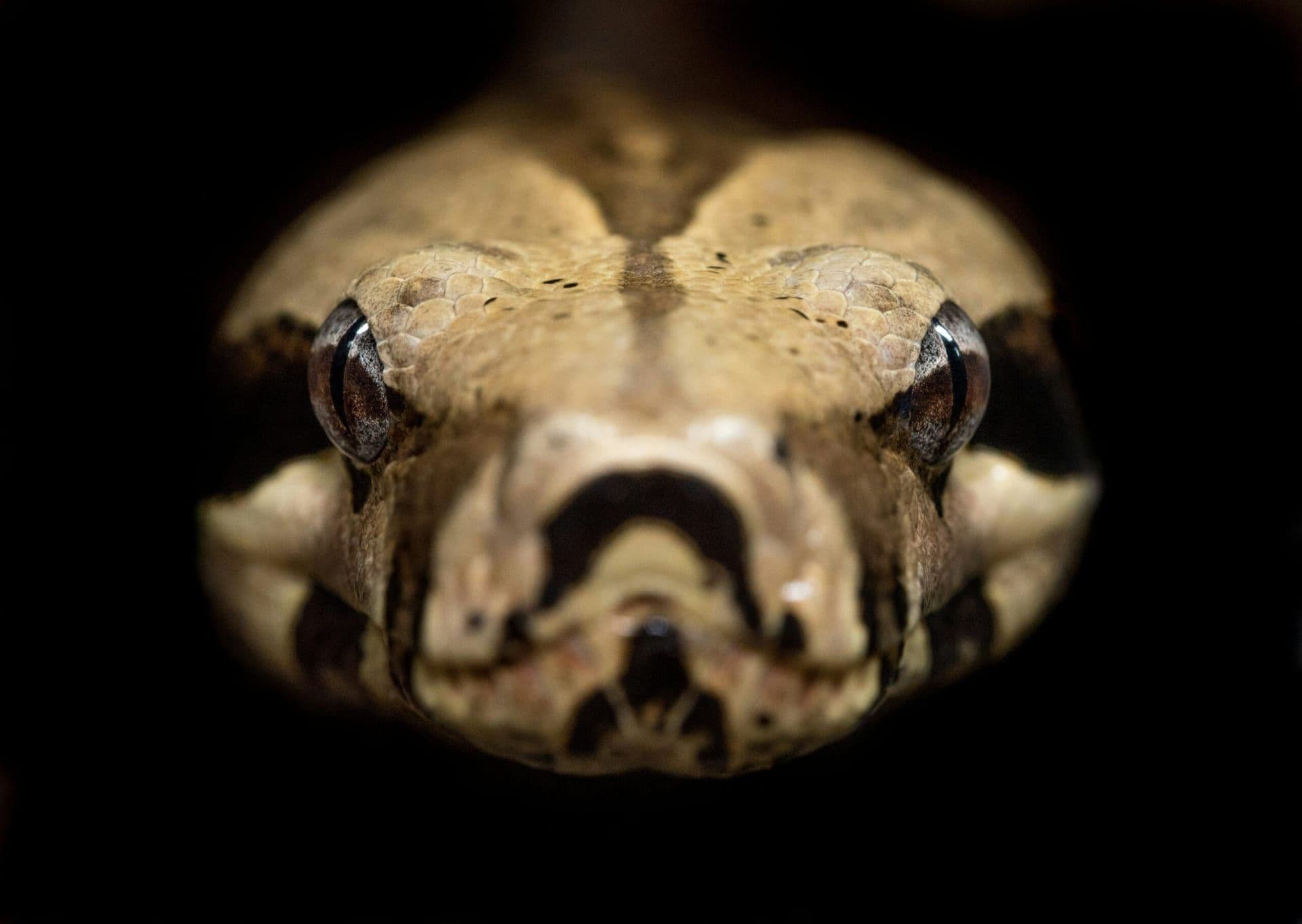 A Snake Intrudes in Dodgers Dugout During Game 2 of NLCS