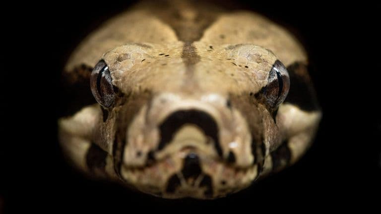 A Snake Intrudes in Dodgers Dugout During Game 2 of NLCS