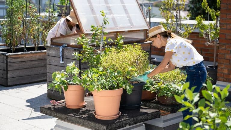 Urban farming compressed