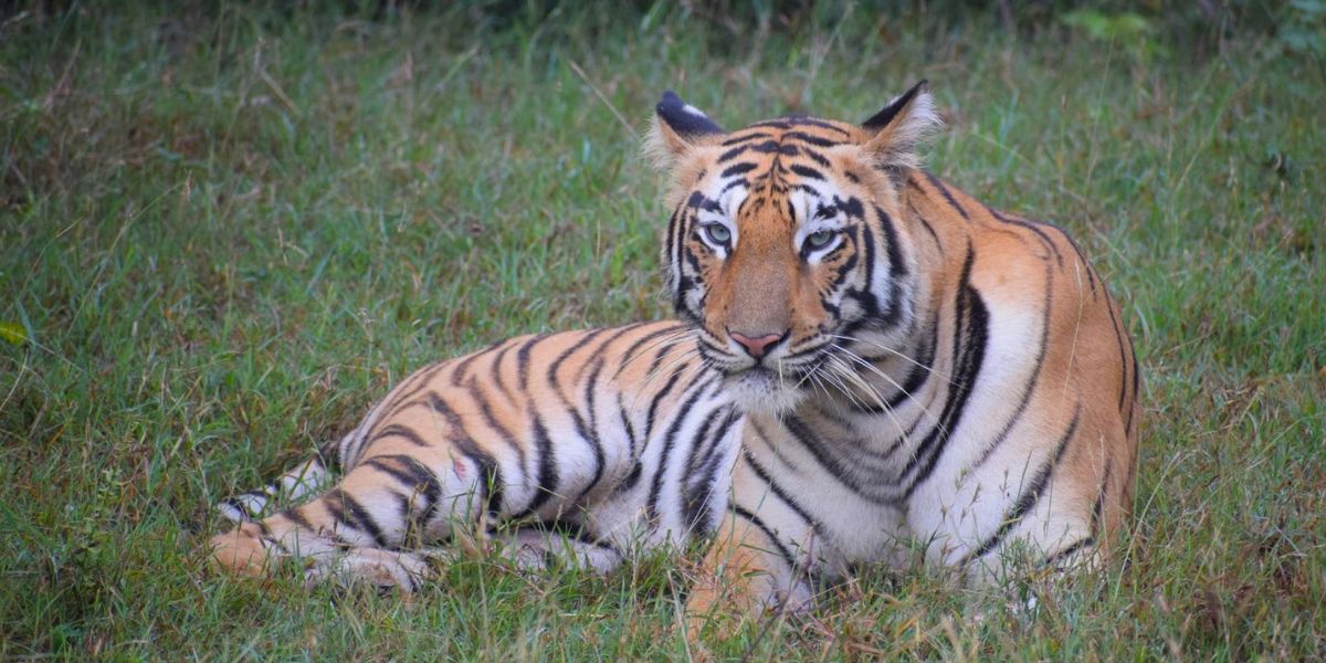 A tiger resting in tall grass, blending into the natural landscape of a serene field in the jungle.