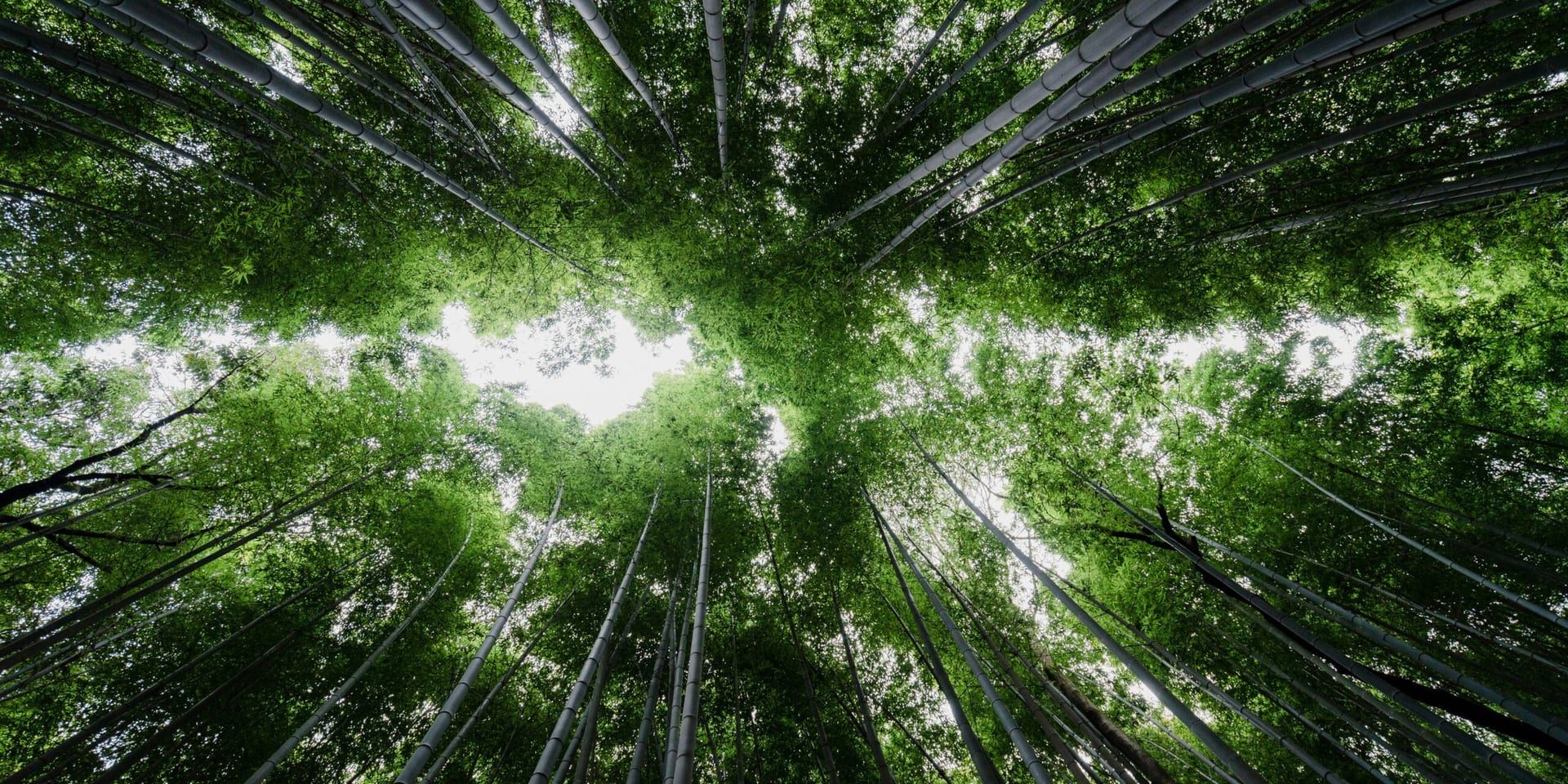 Sustainable Living: A 2025 Shift Toward Eco-Conscious Choices in the U.S.