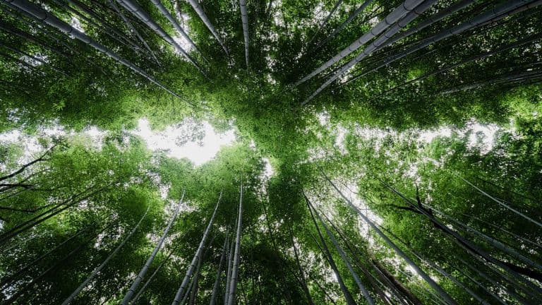 Sustainable Living: A 2025 Shift Toward Eco-Conscious Choices in the U.S.
