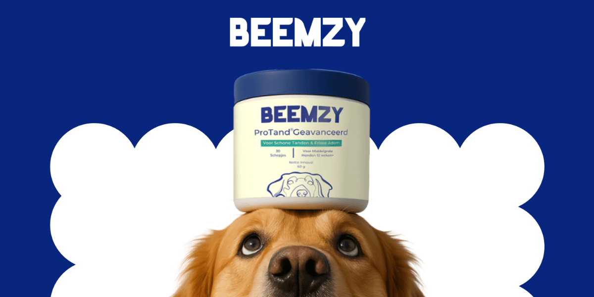 Beemzy, a European pet wellness brand, promotes preventative care for dogs with research-backed solutions and a commitment to social impact.