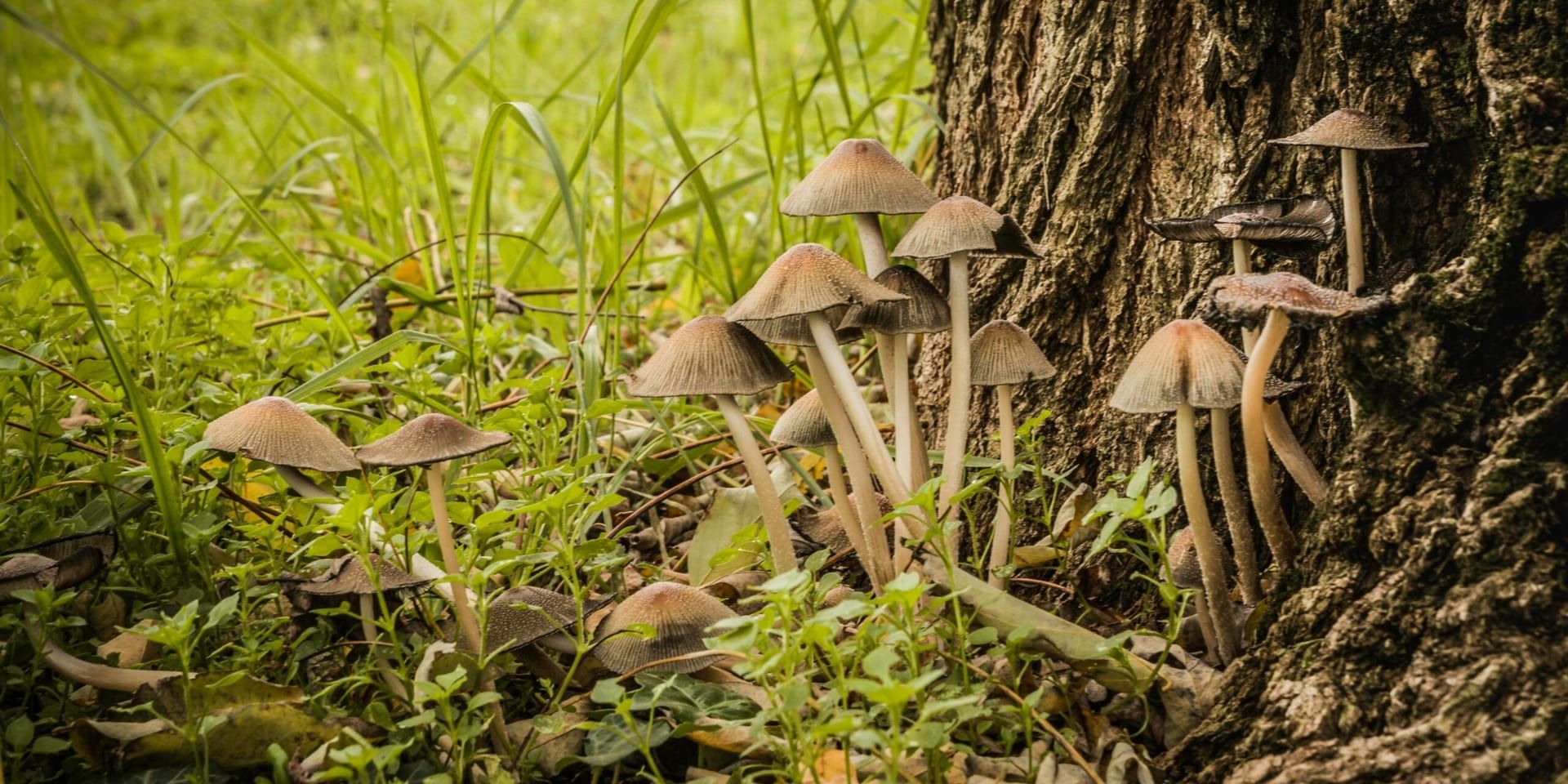 From This Valley Mushrooms Expands Access to Gourmet Mushrooms in Buffalo, NY