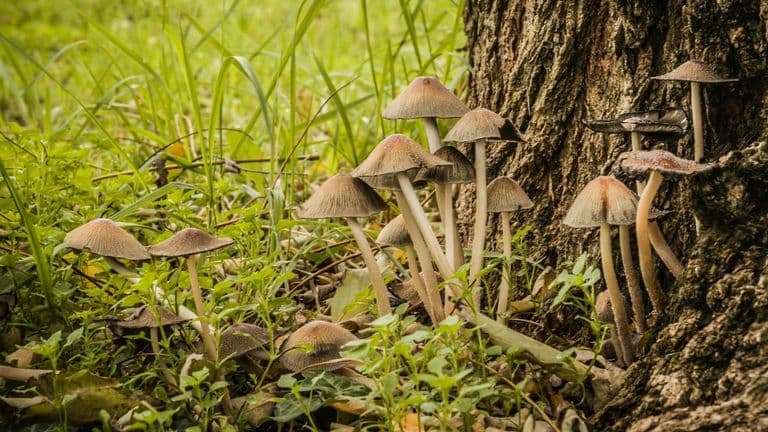 From This Valley Mushrooms Expands Access to Gourmet Mushrooms in Buffalo, NY