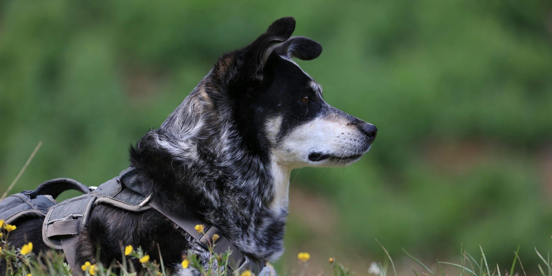 Service Dog Honored at College Graduation Ceremony in Touching Tribute