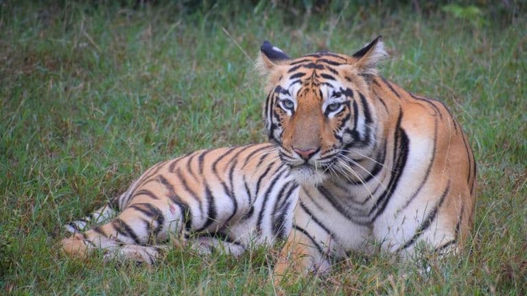 A tiger resting in tall grass, blending into the natural landscape of a serene field in the jungle.