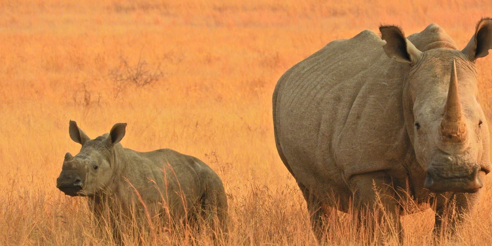 National Wildlife Day: A Call to Action for Endangered Species Conservation