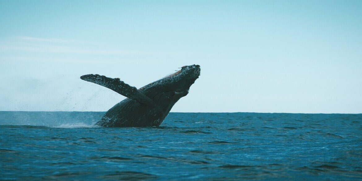 A humpback whale breaching the surface of the Pacific Ocean, showcasing its massive tail fin in Cabo San Lucas.